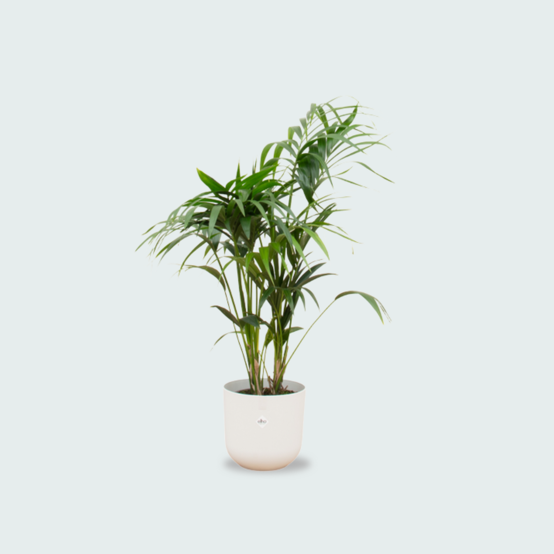  Kentia palm kopen