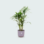  Kentia palm kopen
