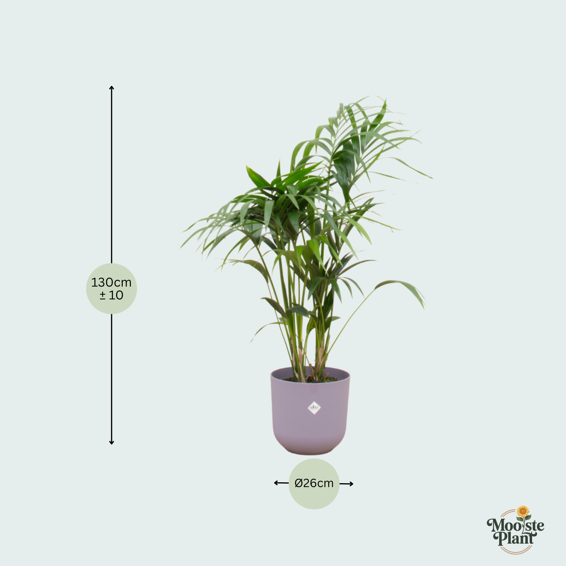  Kentia palm kopen