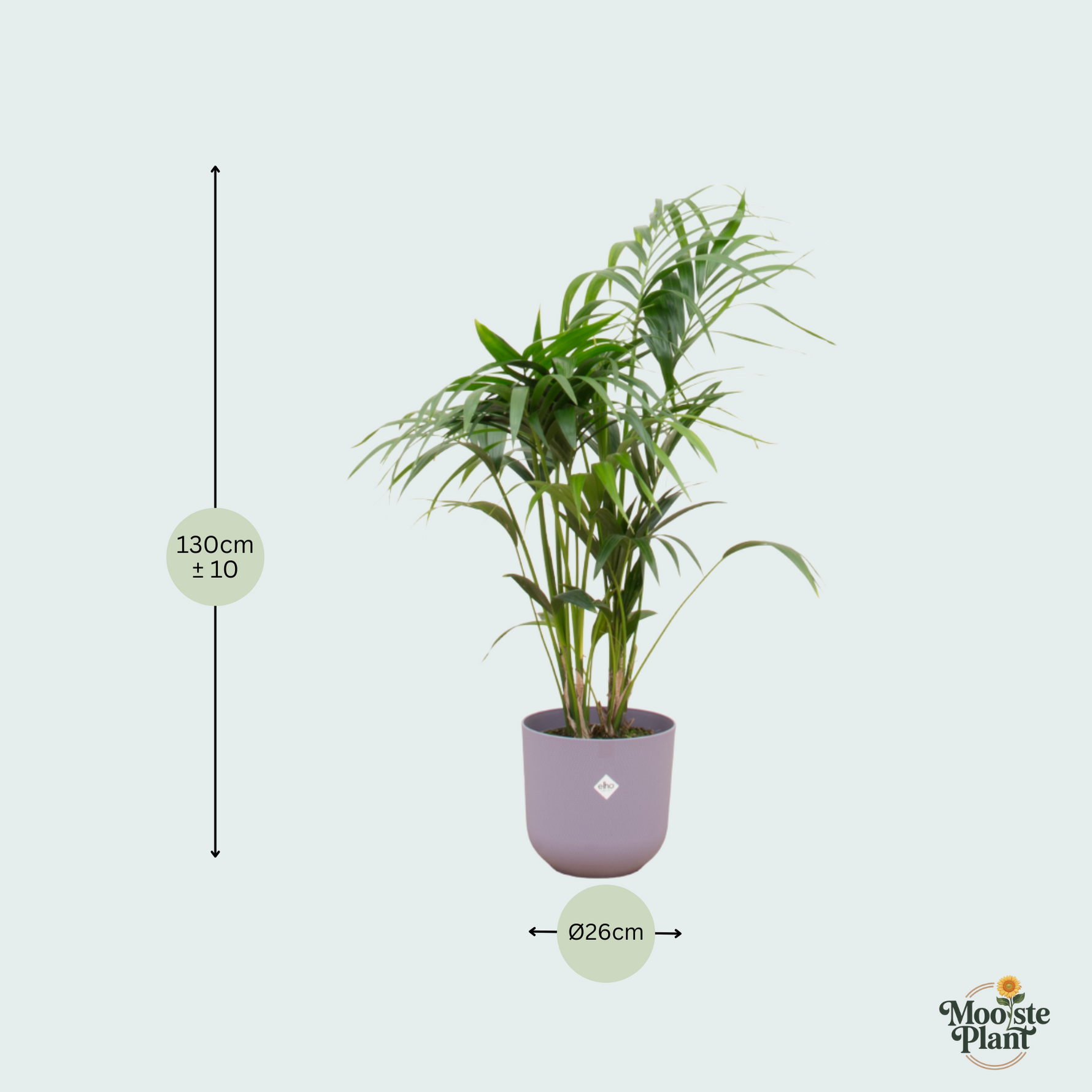  Kentia palm kopen