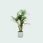  Kentia palm kopen