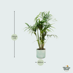  Kentia palm kopen