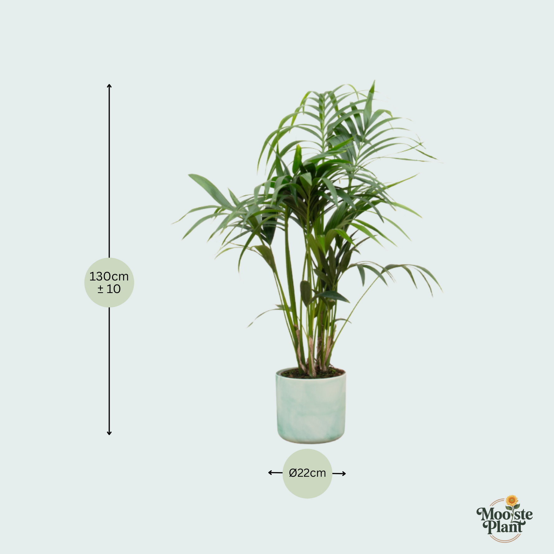  Kentia palm kopen