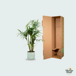  Kentia palm kopen