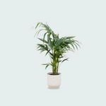  Kentia palm kopen