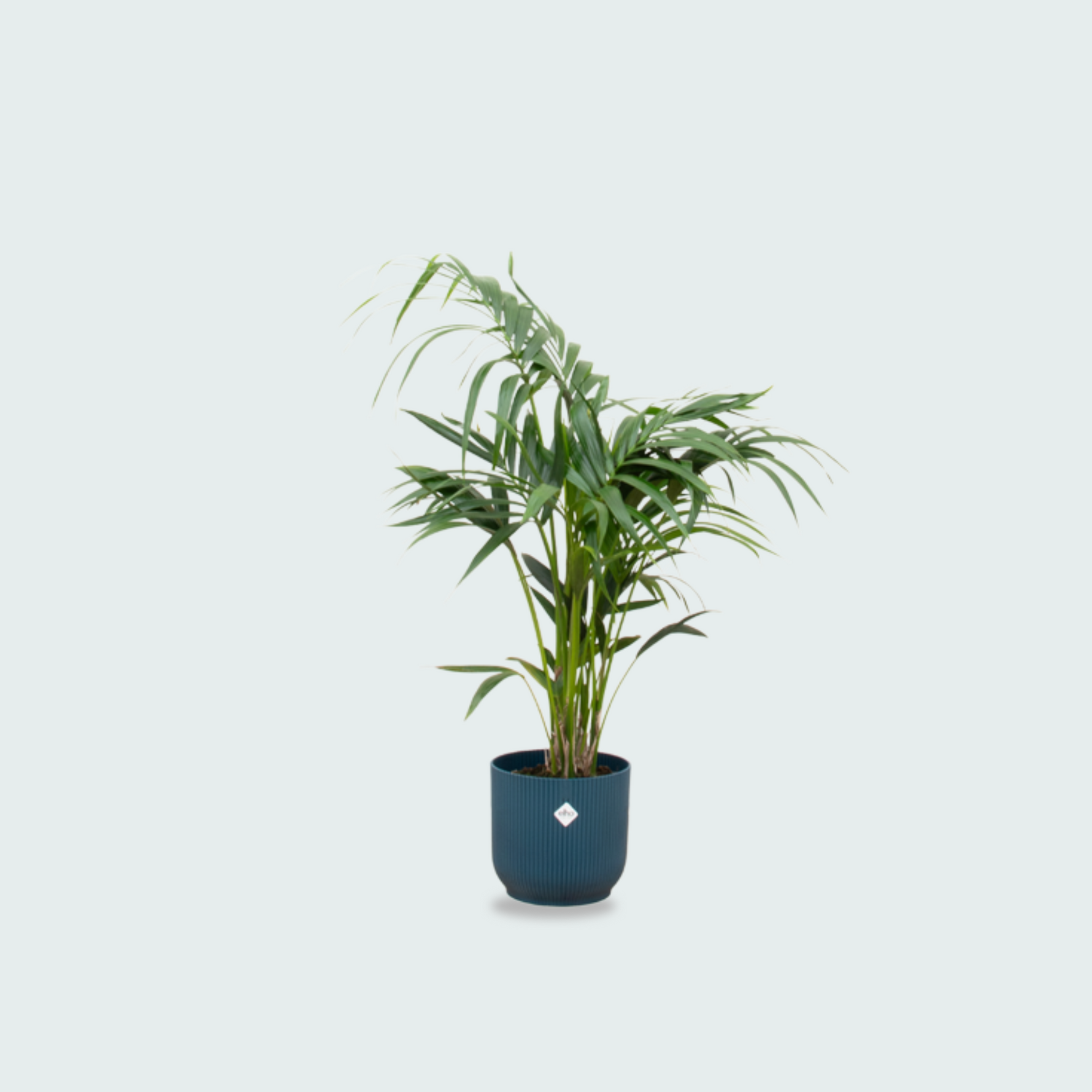  Kentia palm kopen