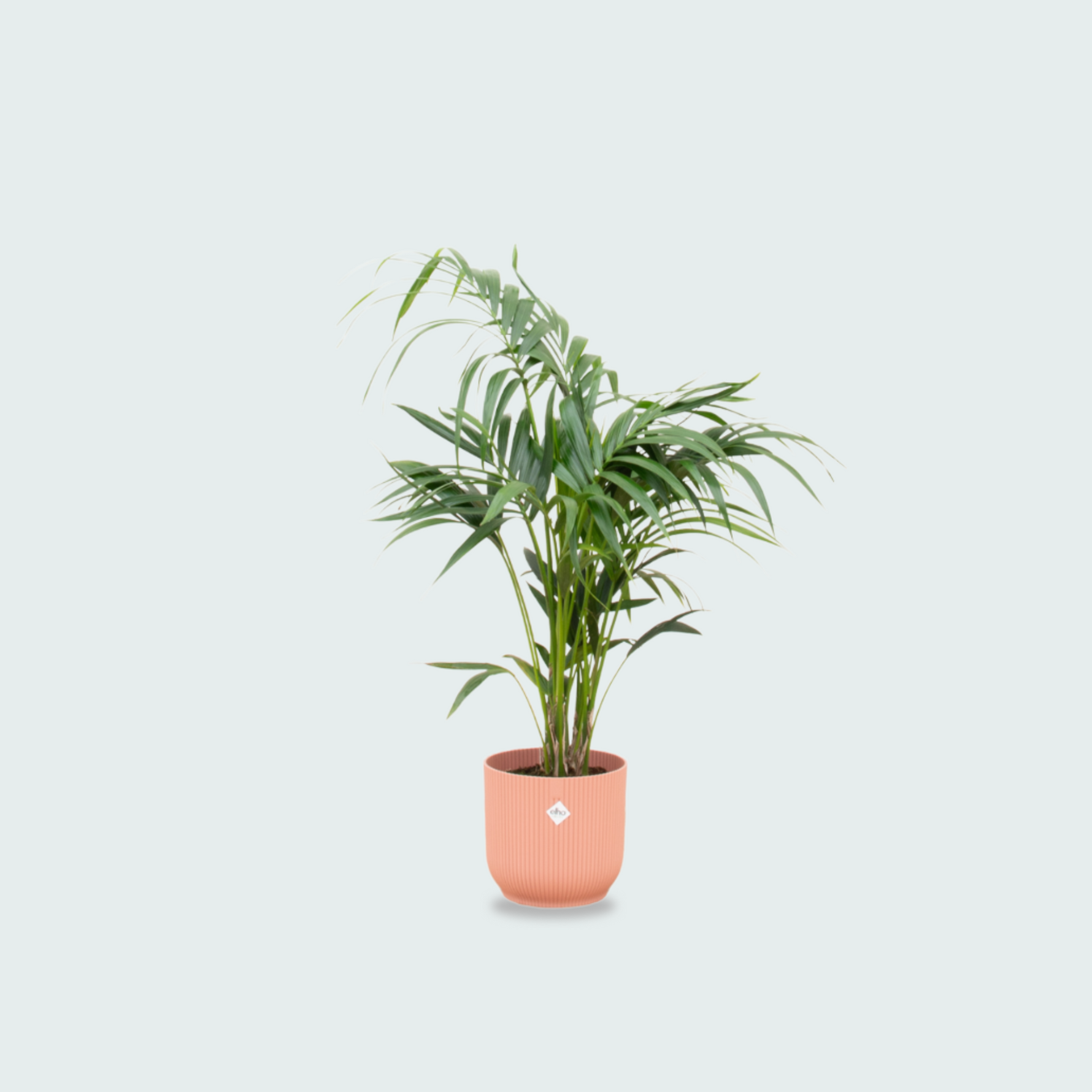  Kentia palm kopen