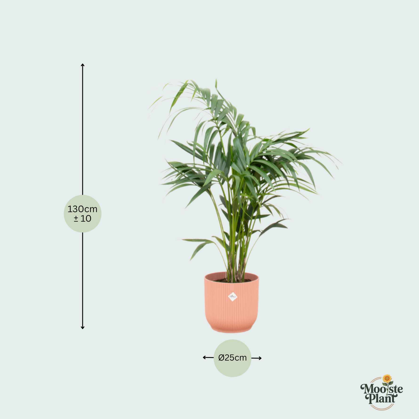  Kentia palm kopen