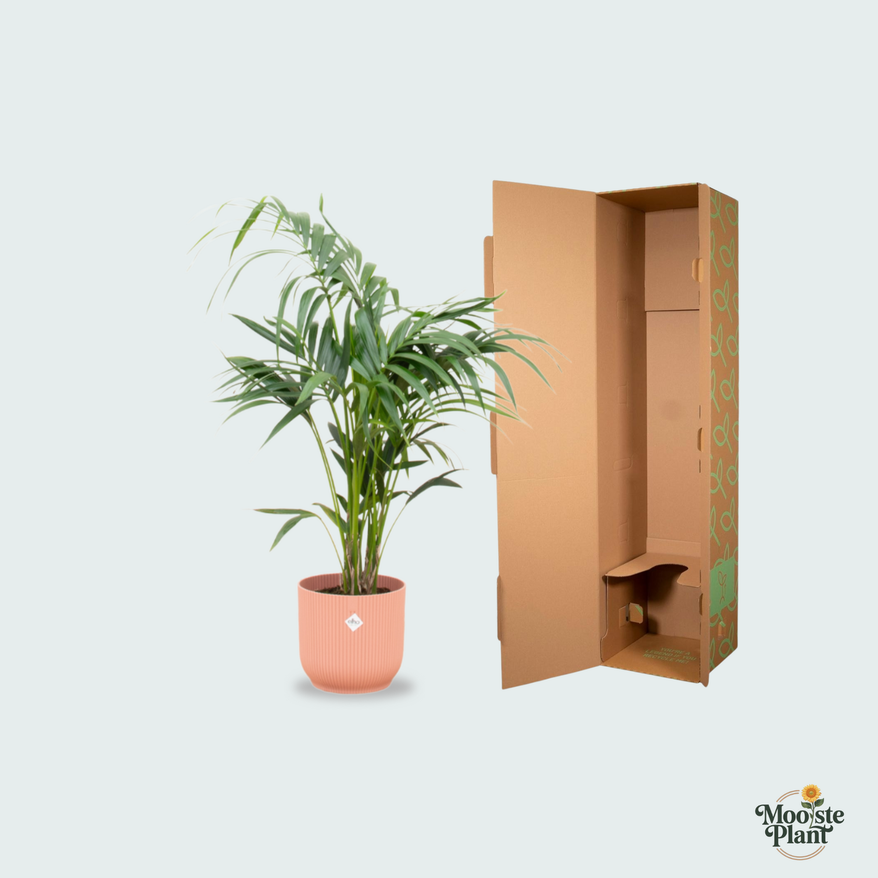  Kentia palm kopen