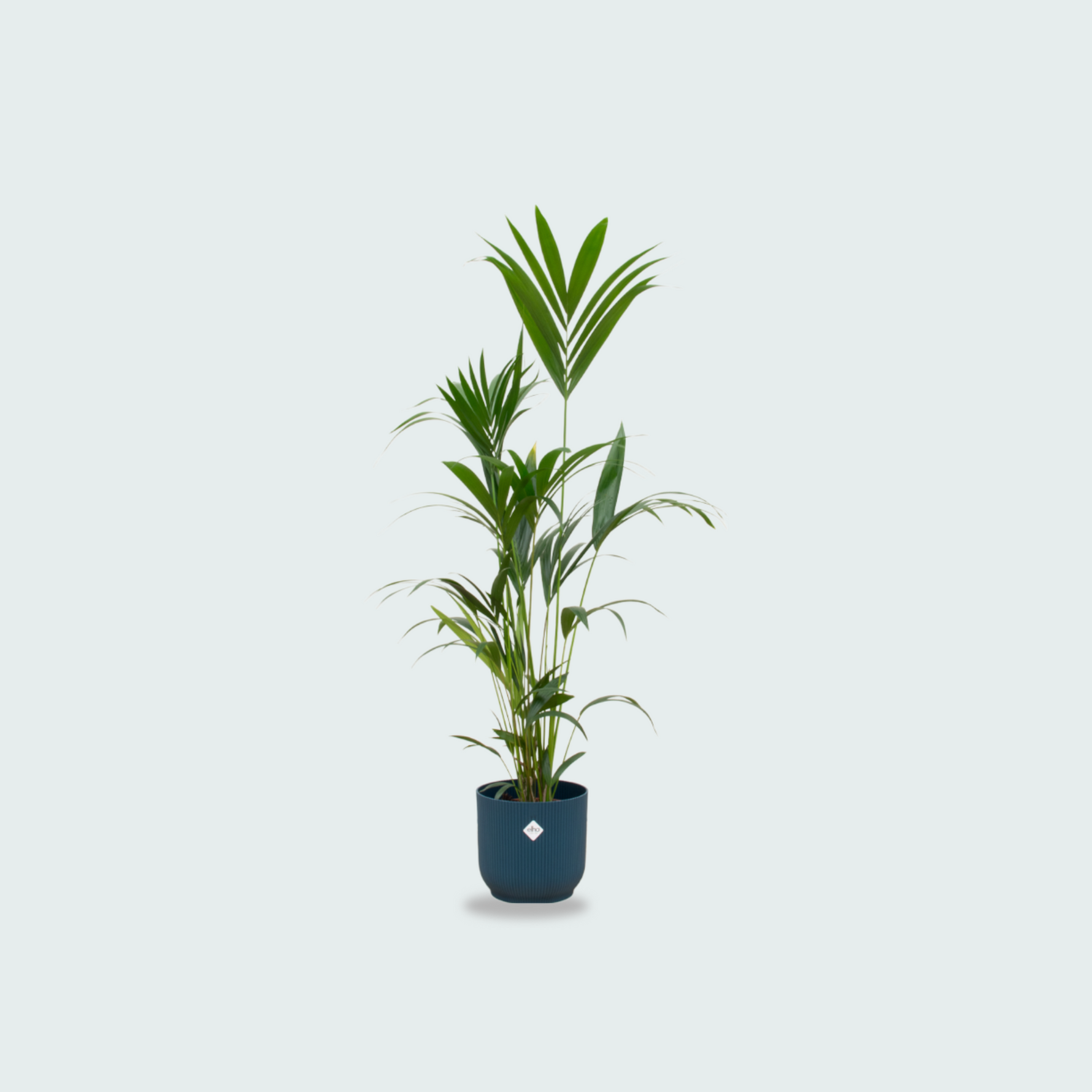 Kentia palm kopen