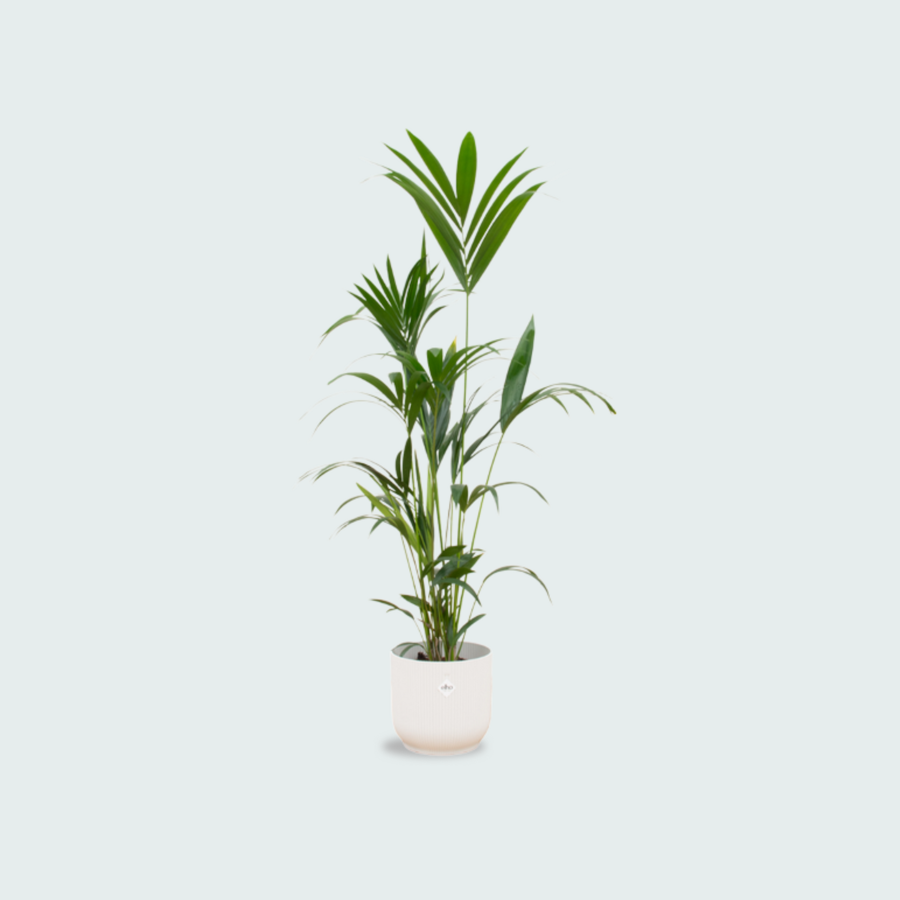 Kentia palm kopen