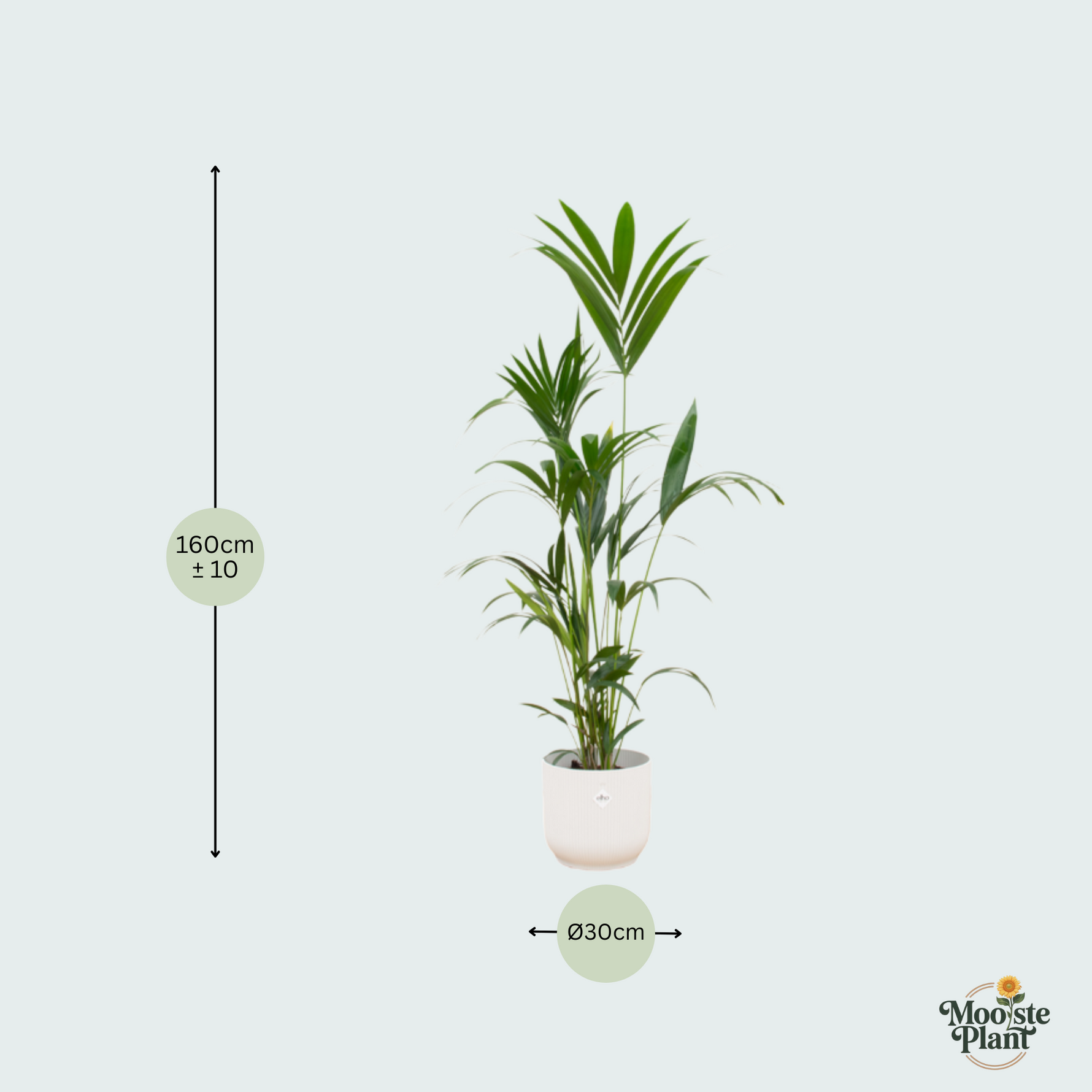 Kentia palm kopen