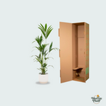 Kentia palm kopen