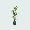 Strelitzia Nicolai