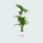 Kentia palm kopen