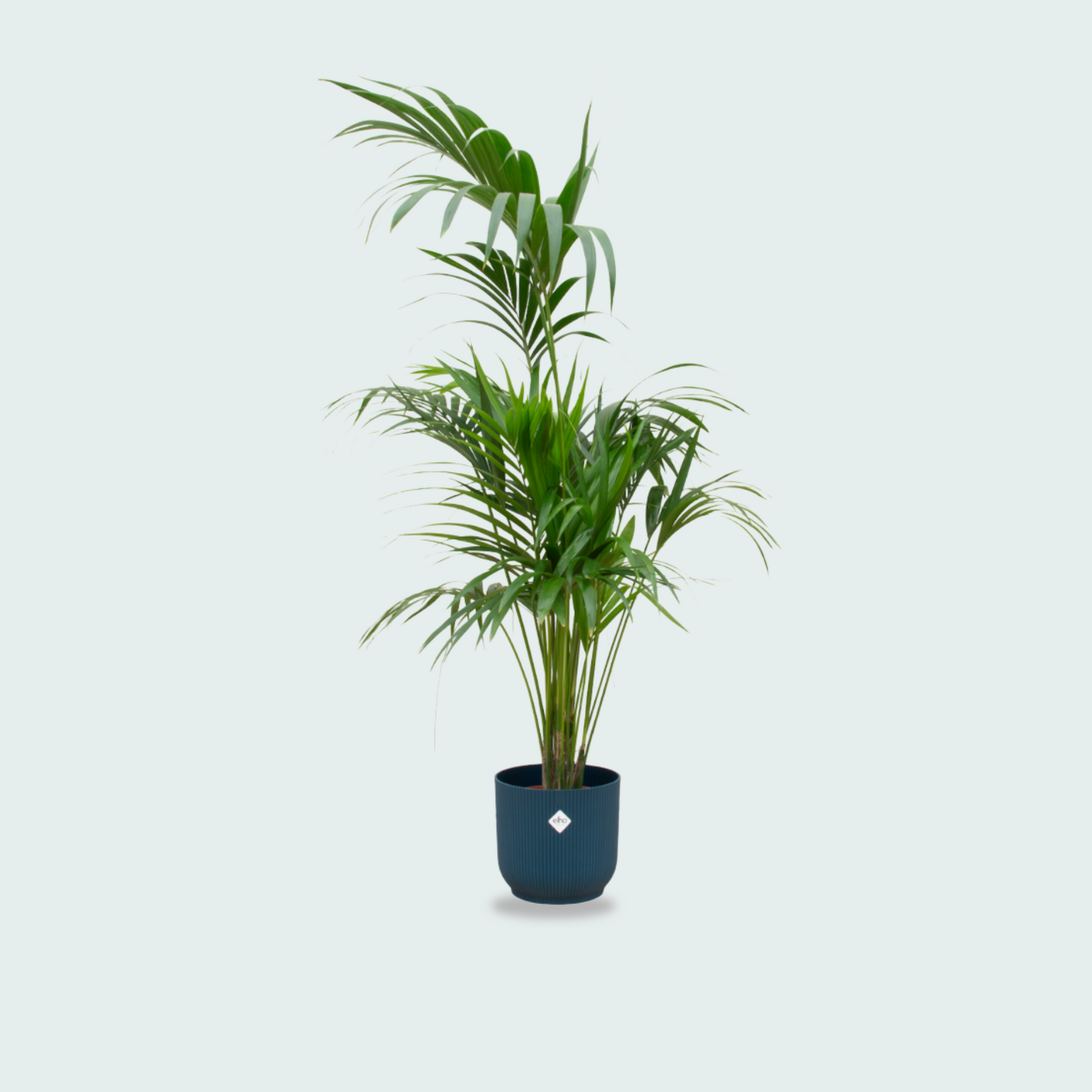 Kentia palm kopen