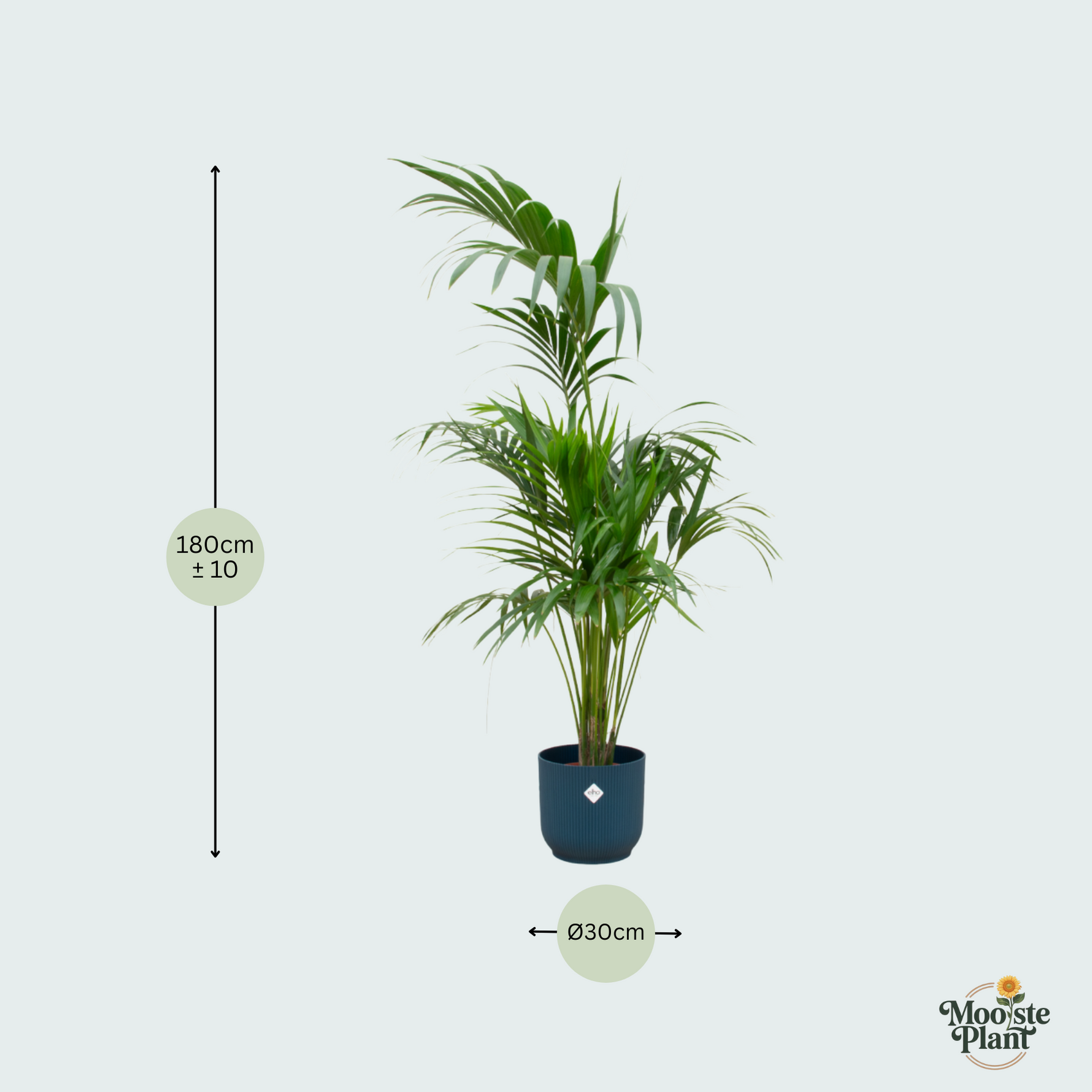 Kentia palm kopen