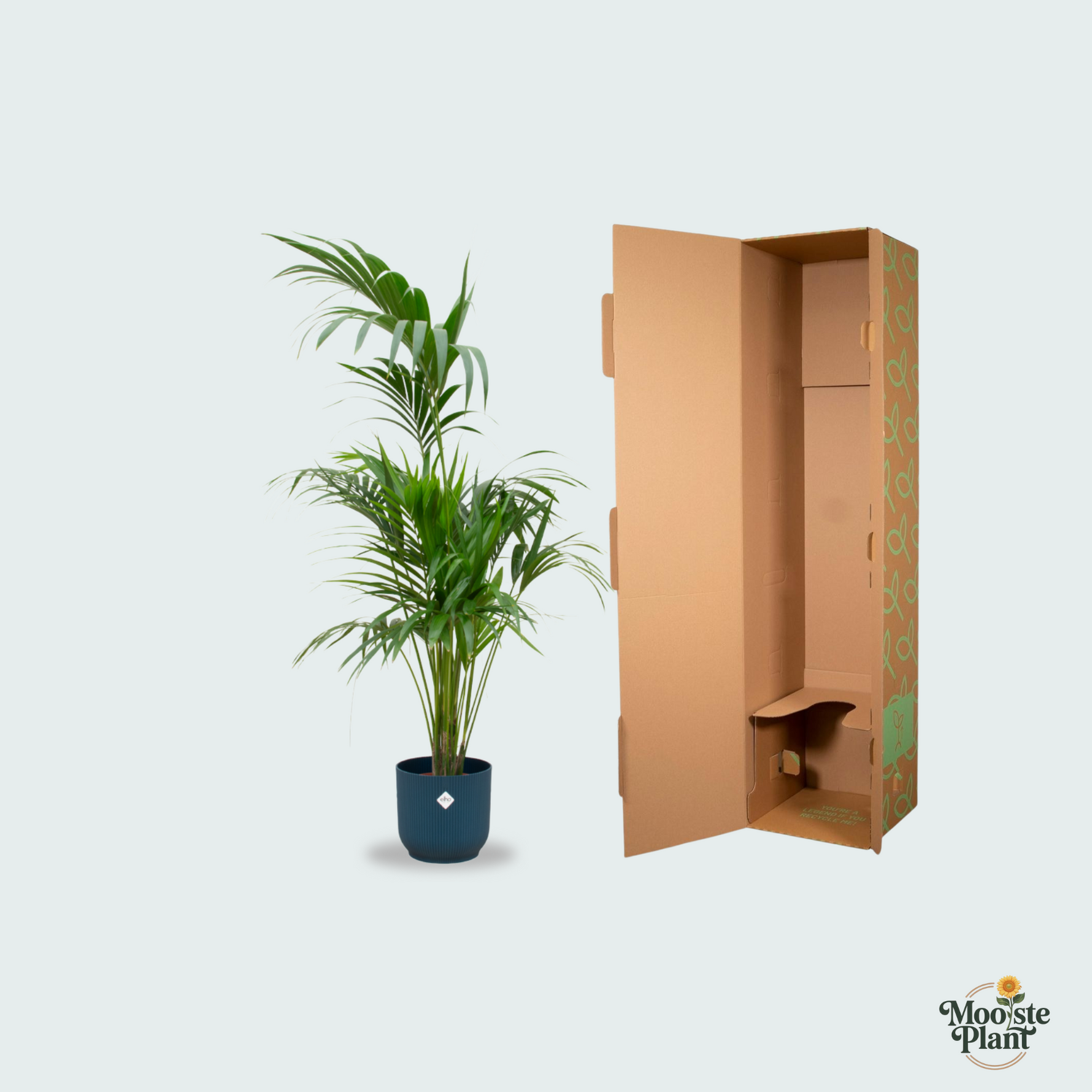 Kentia palm kopen