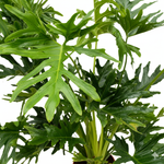 Philodendron Selloum