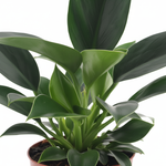 Philodendron kopen