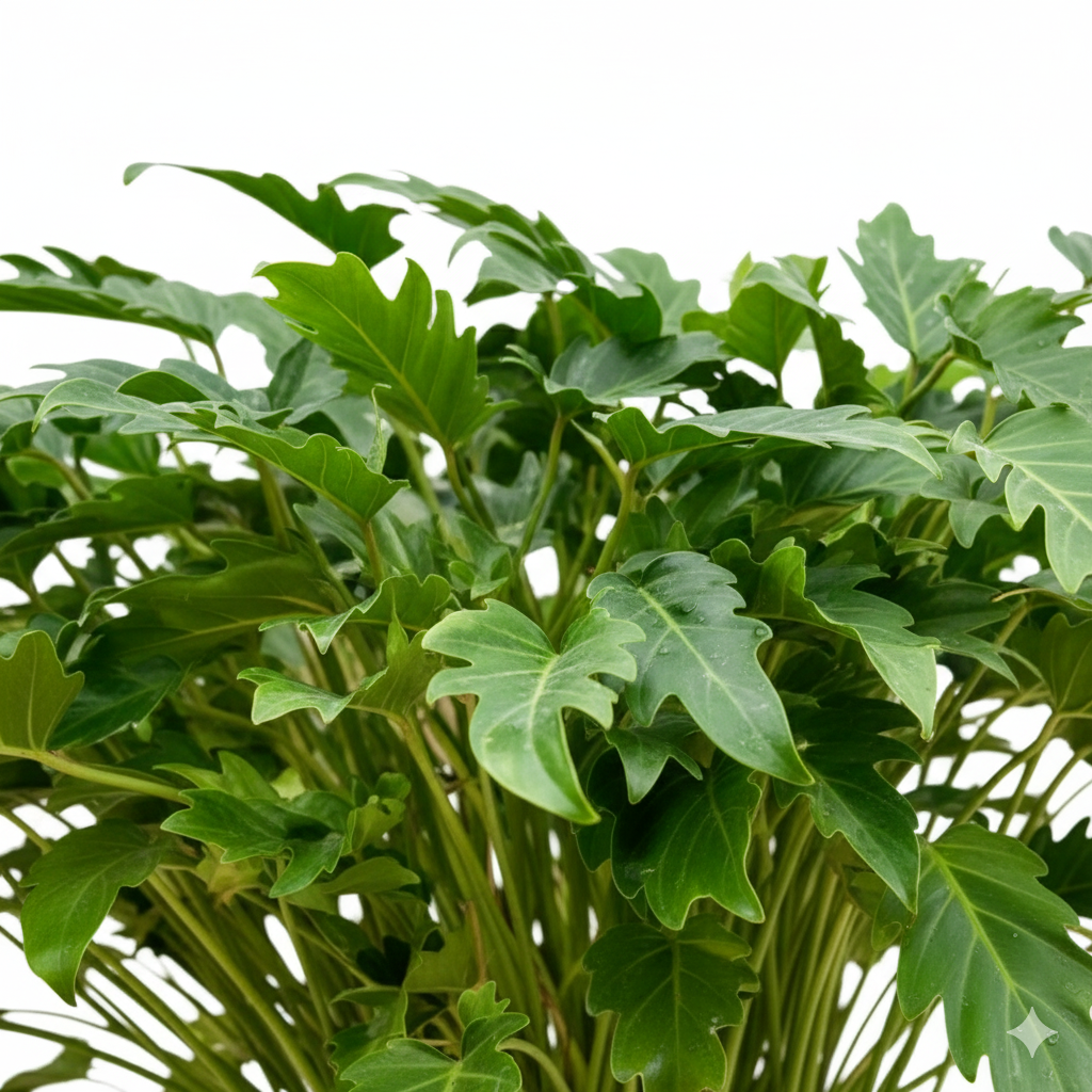 Philodendron Xanadu kopen