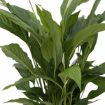Spathiphyllum Torelli 