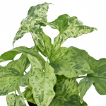 Syngonium Mottled 