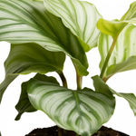 Calathea Orbifolia