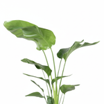 Strelitzia Nicolai 