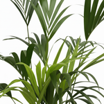 Kentia palm