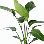 Strelitzia Nicolai