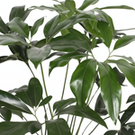 Philodendron kopen