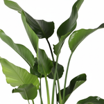 Strelitzia Nicolai
