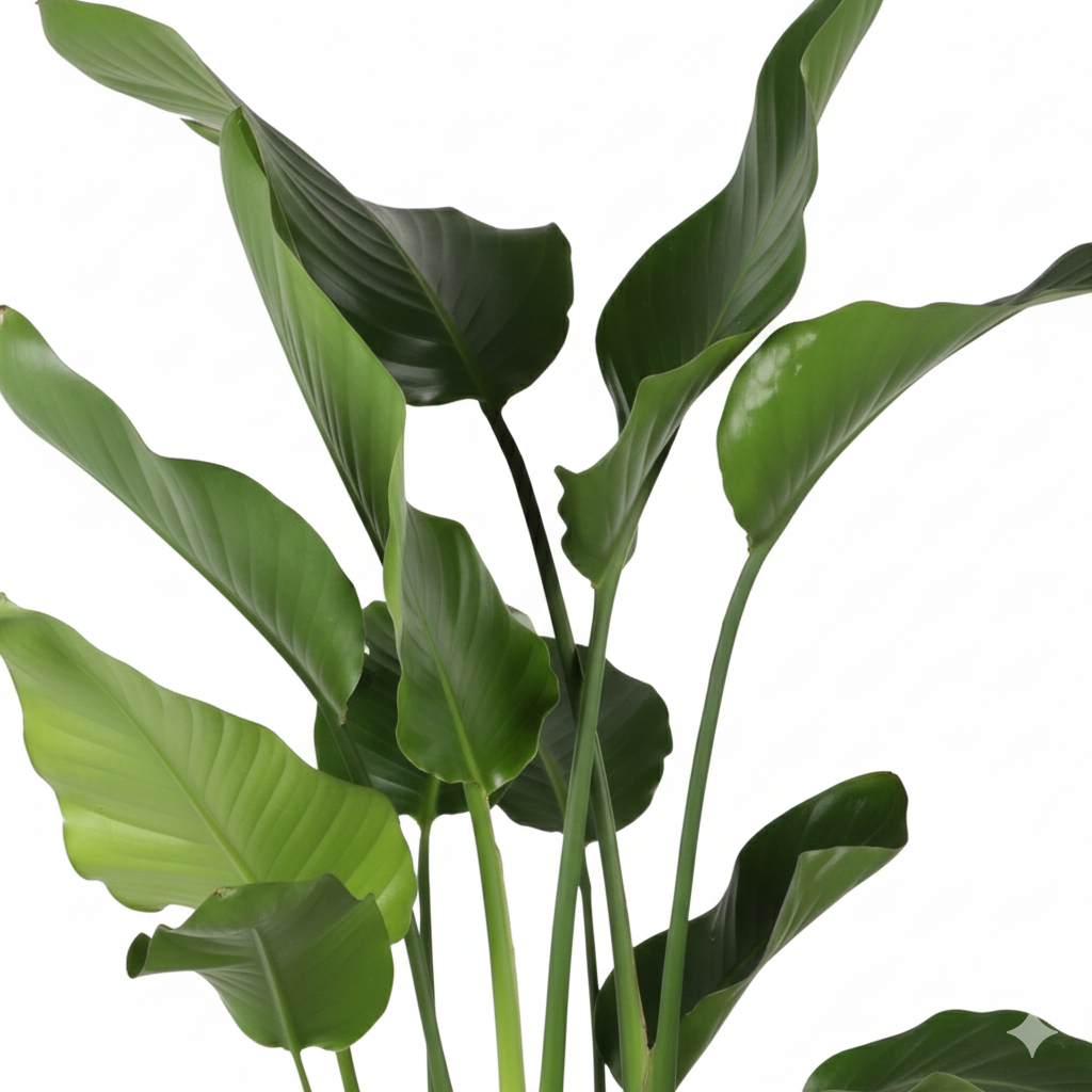 Strelitzia Nicolai