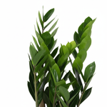 Zamioculcas Zamiifolia kopen