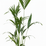 Kentia Palm kopen