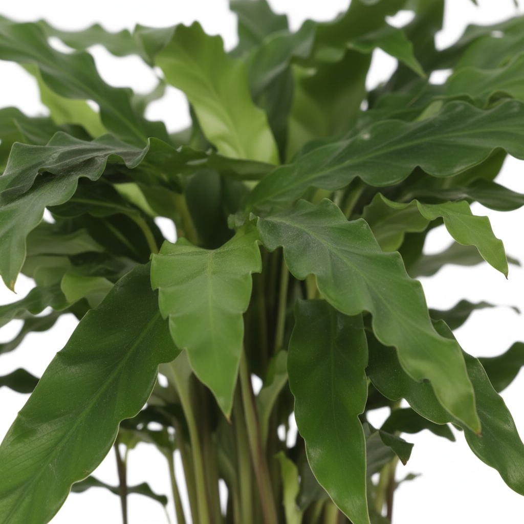 Calathea Bluegrass 