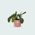 Maranta Leuconeura kopen