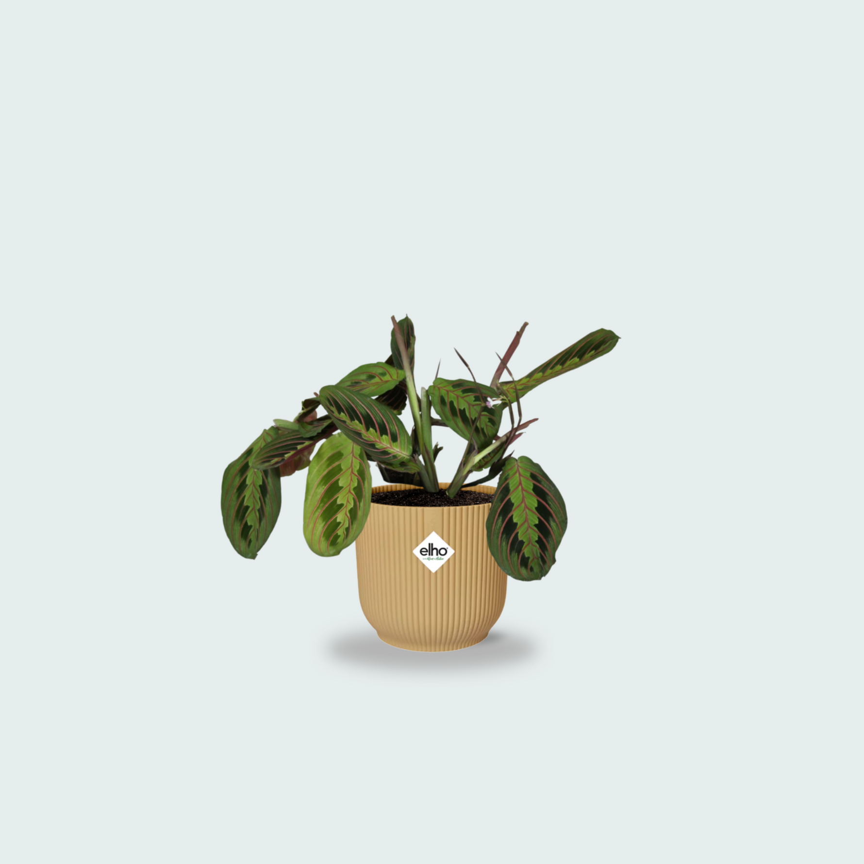 Maranta Leuconeura kopen
