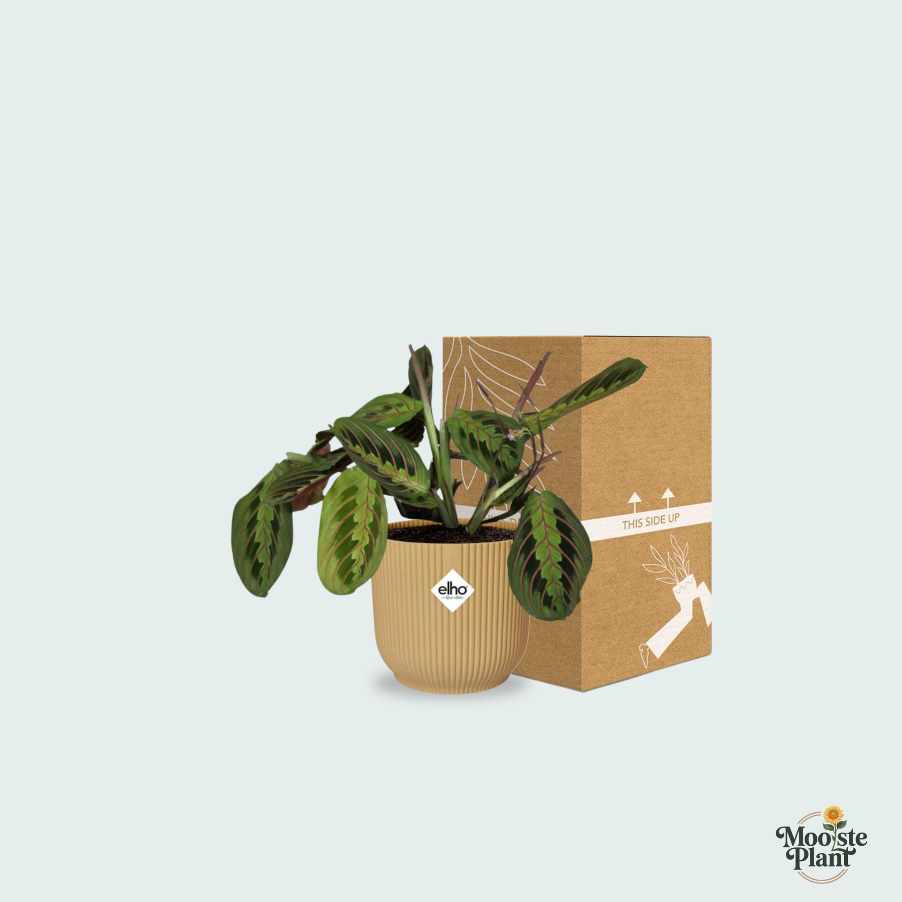 Maranta Leuconeura kopen