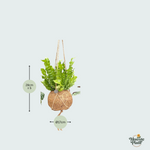 Mix Kokodama Jungle - 28cm