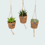 Mix Kokopot String Succulent - 15cm
