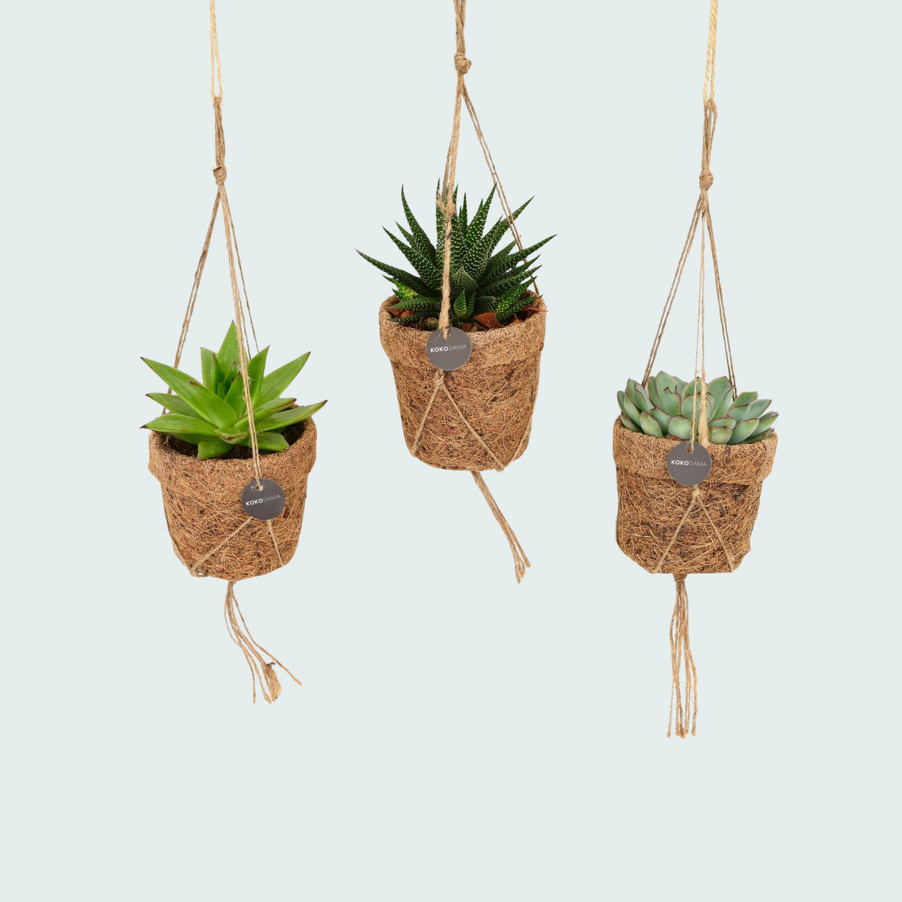 Mix Kokopot String Succulent - 15cm