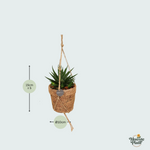 Mix Kokopot String Succulent - 15cm