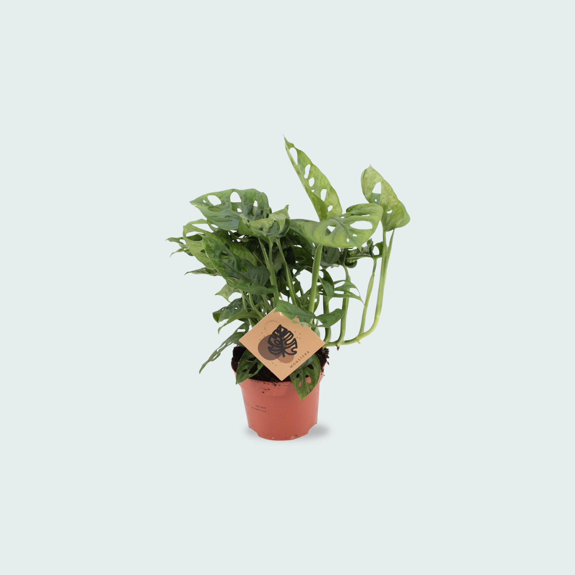 monstera monkey leaf kopen