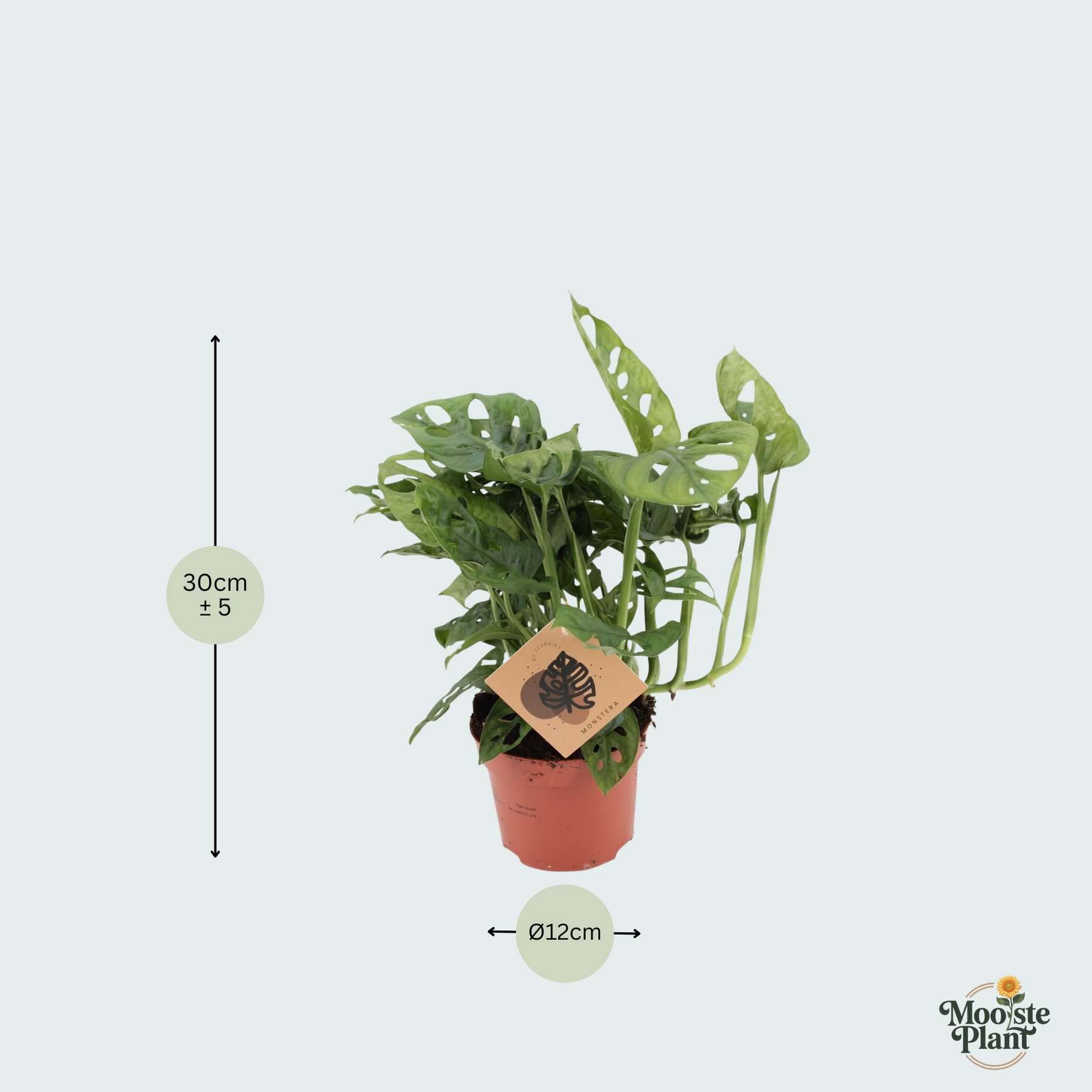 monstera monkey leaf kopen