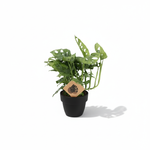 Monstera Monkey Leaf