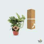 monstera monkey leaf kopen