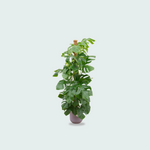 Monstera Pertusum kopen