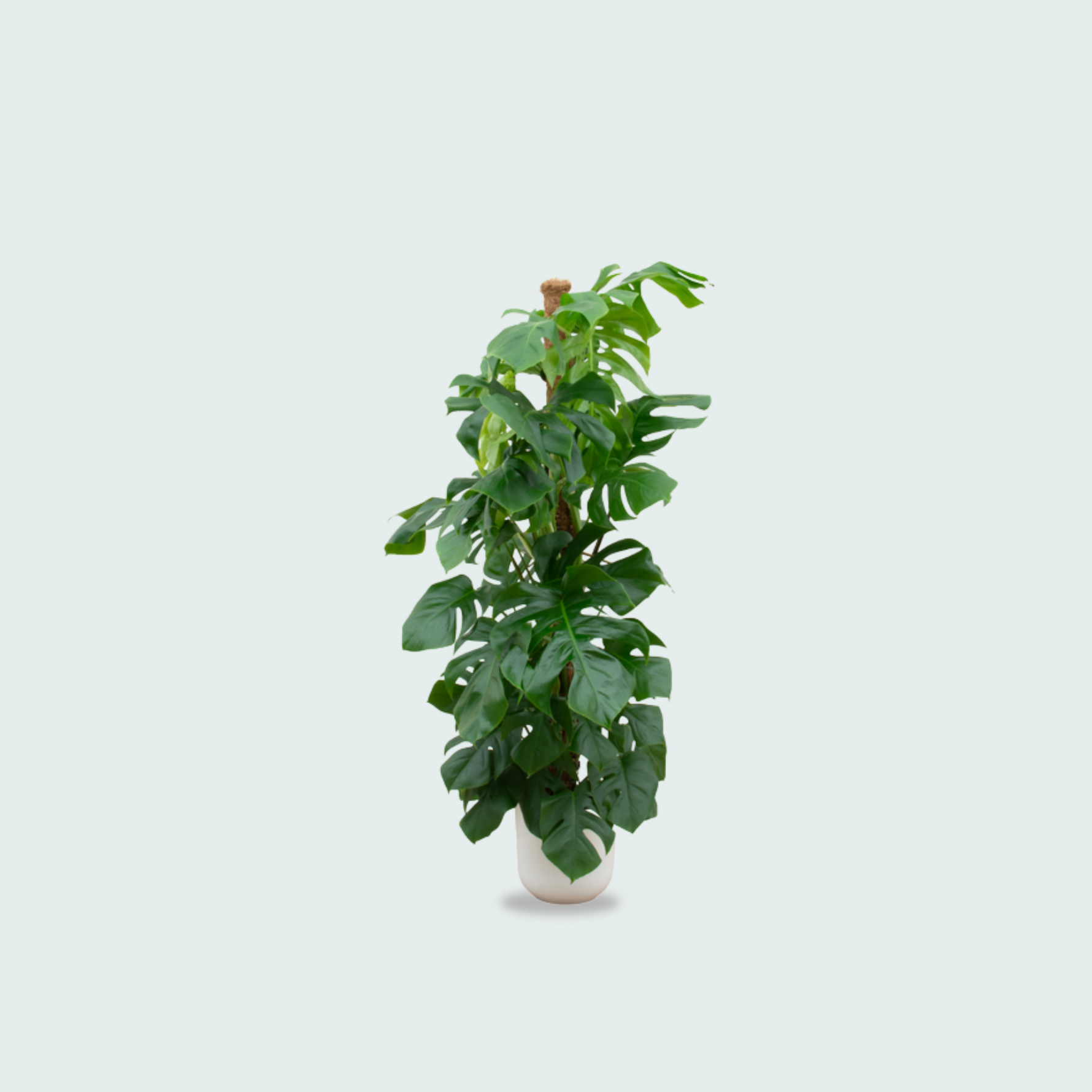 Monstera Pertusum kopen